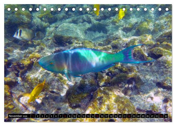 Produktbild: Fische und Meerestiere (Tischkalender 2026 DIN A5 quer), CALVENDO Monatskalender