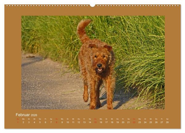 Produktbild: Kelly, der Irish Terrier - innen und au&szlig;en aus Gold (Wandkalender 2026 DIN A2 quer), CALVENDO Monatskalender