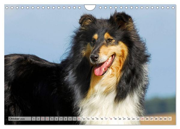 Produktbild: Collie - Das Gl&uuml;ck hat 4 Pfoten (Wandkalender 2026 DIN A4 quer), CALVENDO Monatskalender