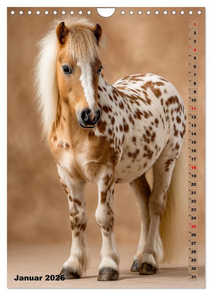 Produktbild: Das Leben ist ein Ponyhof - Zwergponys im Studiolicht (Wandkalender 2026 DIN A4 hoch), CALVENDO Monatskalender