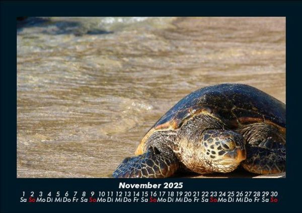 Produktbild: Schildkr&ouml;tenzauber 2025 Fotokalender DIN A5