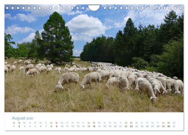 Produktbild: Mit Schafen durch das Jahr (Wandkalender 2026 DIN A4 quer), CALVENDO Monatskalender