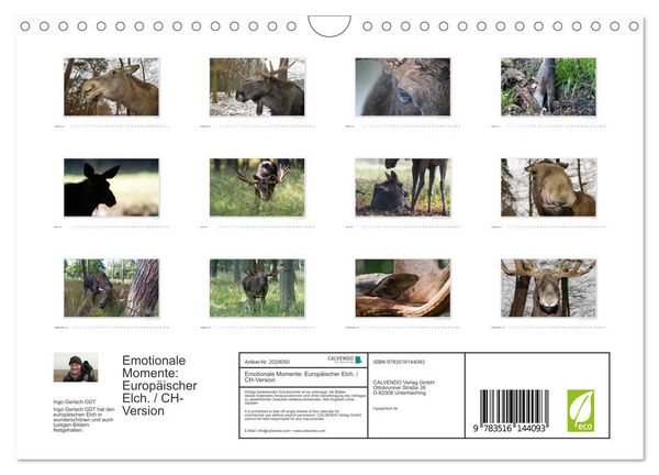 Produktbild: Emotionale Momente: Europ&auml;ischer Elch. / CH-Version (Wandkalender 2026 DIN A4 quer), CALVENDO Monatskalender