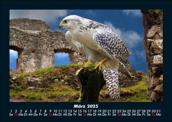 Produktbild: Vogelparadies 2025 Fotokalender DIN A5