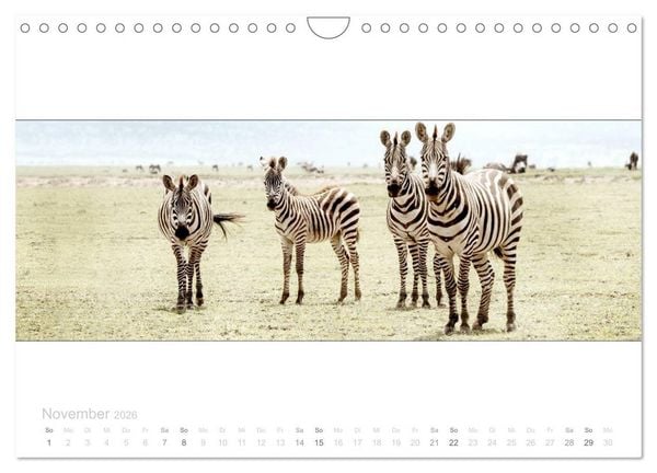Produktbild: Serengeti Panorama (Wandkalender 2026 DIN A4 quer), CALVENDO Monatskalender