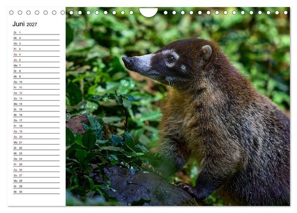 Produktbild: Costa Rica &ndash; Tierparadies im Regenwald (Wandkalender 2027 DIN A4 quer), CALVENDO Monatskalender