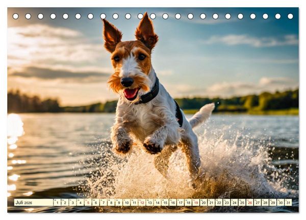 Produktbild: Drahthaar-Foxterrier (Tischkalender 2026 DIN A5 quer), CALVENDO Monatskalender