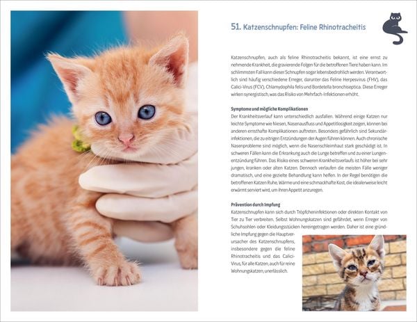 Produktbild: 101 Dinge, die man wissen muss, wenn ein Katzenbaby einzieht