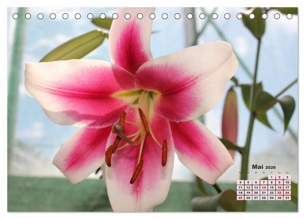 Produktbild: Lilien (Lilium) (Tischkalender 2026 DIN A5 quer), CALVENDO Monatskalender