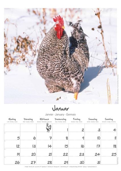 Produktbild: Hühner Kalender im Format 29,7 x 42