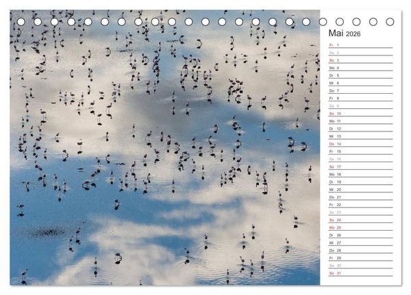 Produktbild: Flamingo Impressionen 2026 (Tischkalender 2026 DIN A5 quer), CALVENDO Monatskalender