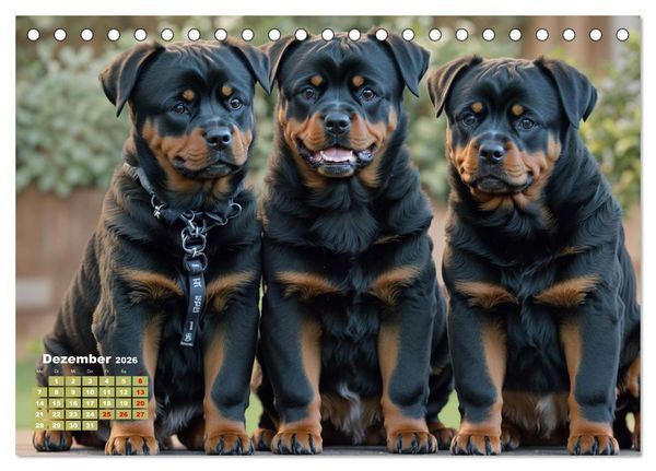 Produktbild: Majest&auml;tische Rottweiler: Ein Jahr voller Kraft und Loyalit&auml;t (Tischkalender 2026 DIN A5 quer), CALVENDO Monatskalender