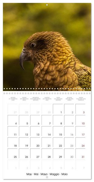 Produktbild: Rencontres animali&egrave;res (Calendrier mural carr&eacute; 2026 30x30 cm) Calendrier double avec une page pour vos prises de notes