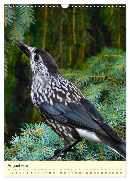 Produktbild: Shy forest birds (Wall Calendar 2026 DIN A3 portrait), CALVENDO 12 Month Wall Calendar