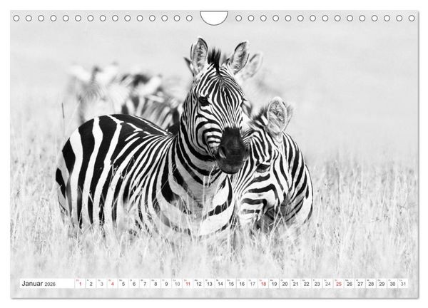 Produktbild: Emotionale Momente: Zebras - black & white. (Wandkalender 2026 DIN A4 quer), CALVENDO Monatskalender