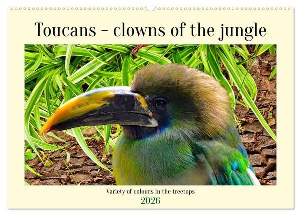 Produktbild: Toucans - clowns of the jungle (Wall Calendar 2026 DIN A2 landscape), CALVENDO 12 Month Wall Calendar