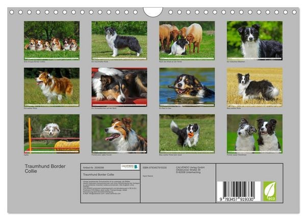 Produktbild: Traumhund Border Collie (Wandkalender 2026 DIN A4 quer), CALVENDO Monatskalender