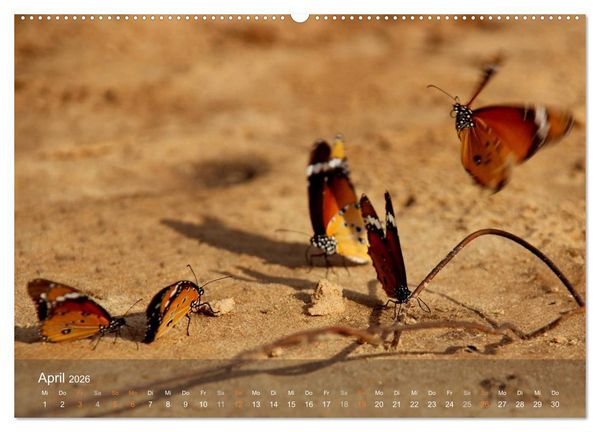 Produktbild: Botswana Wildlife (hochwertiger Premium Wandkalender 2026 DIN A2 quer), Kunstdruck in Hochglanz
