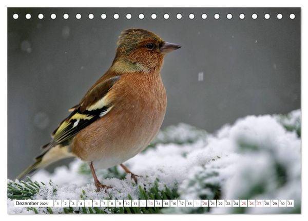 Produktbild: Heimische Gartenv&ouml;gel (Tischkalender 2026 DIN A5 quer), CALVENDO Monatskalender