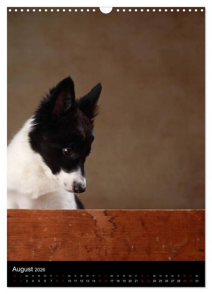 Produktbild: Stille Momente - Die sensible Seite der Hunde (Wandkalender 2026 DIN A3 hoch), CALVENDO Monatskalender