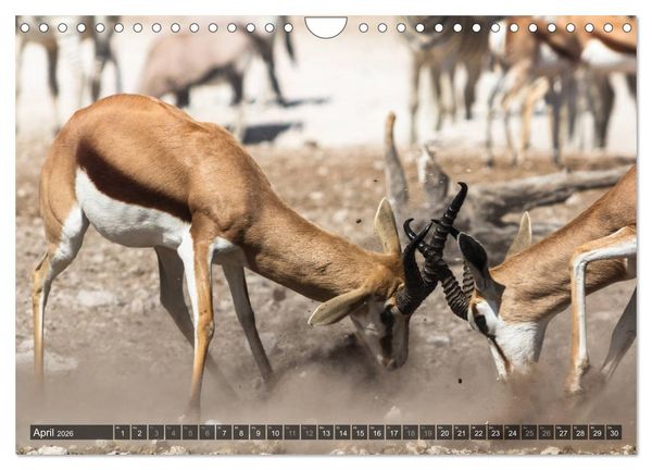 Produktbild: Wildes Namibia (Wandkalender 2026 DIN A4 quer), CALVENDO Monatskalender