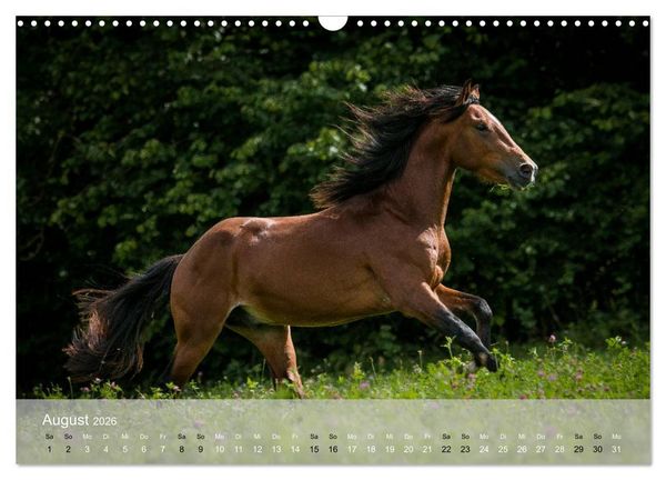 Produktbild: Pferde - Anmut und St&auml;rke gepaart mit Magie (Wandkalender 2026 DIN A3 quer), CALVENDO Monatskalender