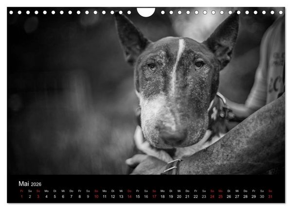 Produktbild: Bullterrier (Wandkalender 2026 DIN A4 quer), CALVENDO Monatskalender