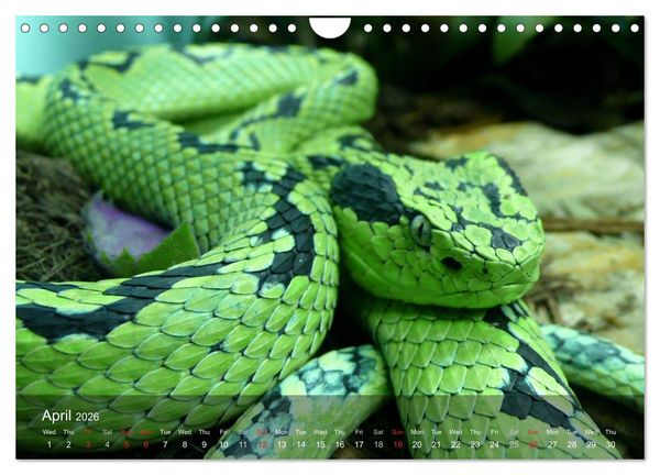 Produktbild: Reptiles Colorful beauties (Wall Calendar 2026 DIN A4 landscape), CALVENDO 12 Month Wall Calendar