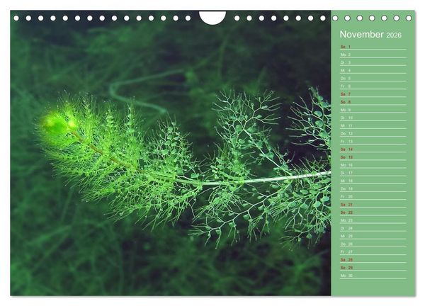 Produktbild: Baggersee - die gr&uuml;ne Welt (Wandkalender 2026 DIN A4 quer), CALVENDO Monatskalender