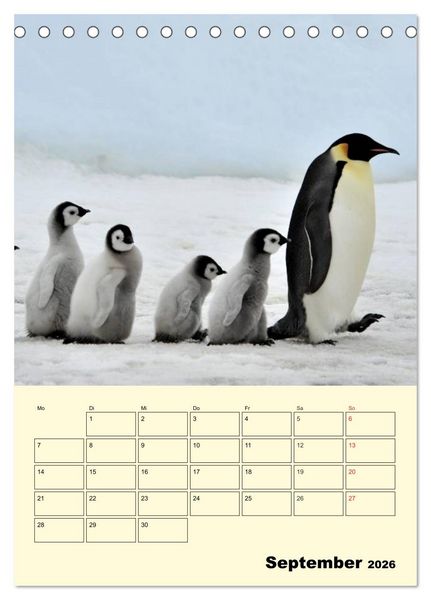 Produktbild: Pinguine. Wackeln im Thermo-Frack (Tischkalender 2026 DIN A5 hoch), CALVENDO Monatskalender
