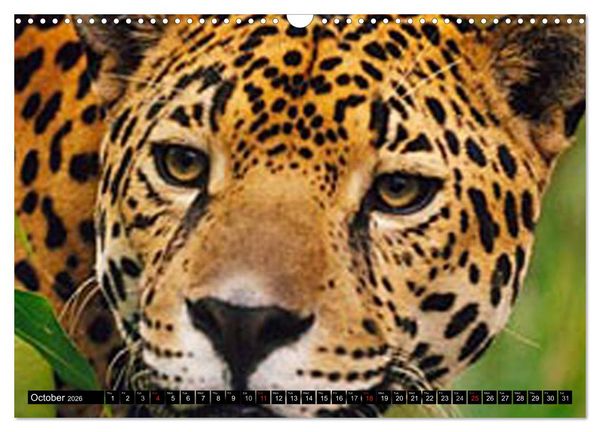 Produktbild: Big Cats &bull; Faces of the most beautiful predators (Wall Calendar 2026 DIN A3 landscape), CALVENDO 12 Month Wall Calendar