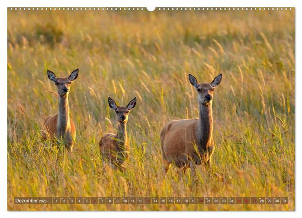 Produktbild: Wilder Dar&szlig; - Fuchs, Hirsch und Co. 2026 (Wandkalender 2026 DIN A2 quer), CALVENDO Monatskalender