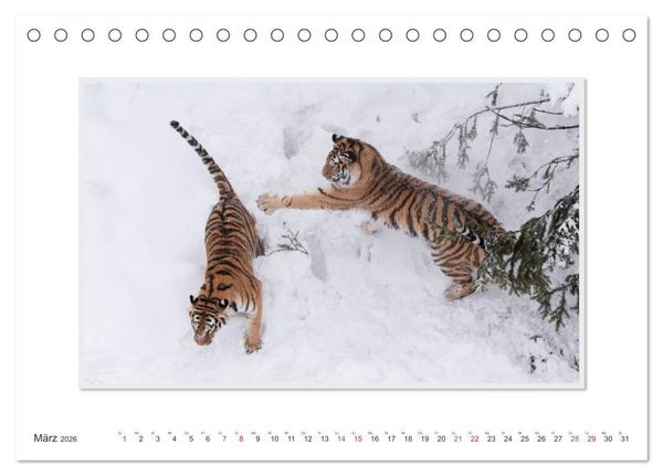 Produktbild: Emotionale Momente: Tiger - Kraft & Sch&ouml;nheit. / CH-Version (Tischkalender 2026 DIN A5 quer), CALVENDO Monatskalender