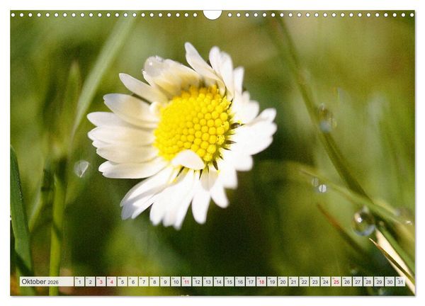 Produktbild: Auf Augenh&ouml;he mit G&auml;nsebl&uuml;mchen (Wandkalender 2026 DIN A3 quer), CALVENDO Monatskalender