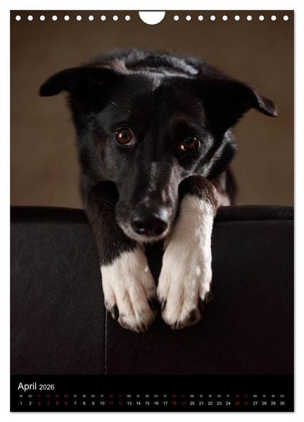 Produktbild: Stille Momente - Die sensible Seite der Hunde (Wandkalender 2026 DIN A4 hoch), CALVENDO Monatskalender