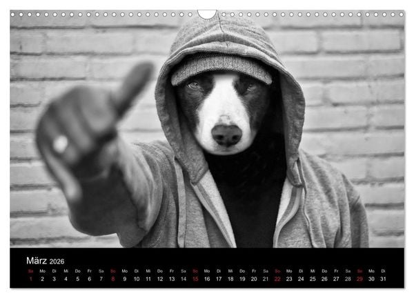 Produktbild: H&uuml;tehunde (Wandkalender 2026 DIN A3 quer), CALVENDO Monatskalender