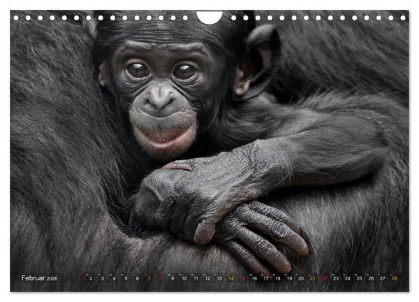 Produktbild: MENSCHENAFFENKINDER 2 (Wandkalender 2026 DIN A4 quer), CALVENDO Monatskalender