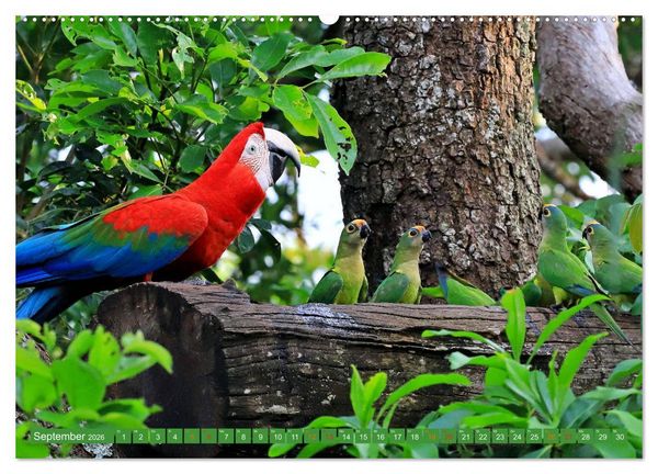 Produktbild: Aras im Pantanal (hochwertiger Premium Wandkalender 2026 DIN A2 quer), Kunstdruck in Hochglanz