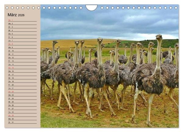 Produktbild: Vogel Strau&szlig;. Imposanter Riese und L&auml;ufer (Wandkalender 2026 DIN A4 quer), CALVENDO Monatskalender