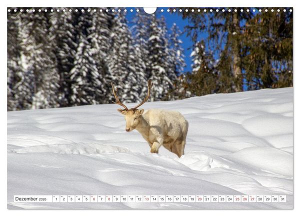 Produktbild: Waidmannsheil und Waidmannsdank (Wandkalender 2026 DIN A3 quer), CALVENDO Monatskalender