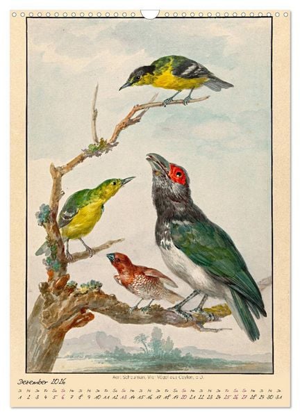 Produktbild: Aert Schouman. V&Ouml;GEL (Wandkalender 2026 DIN A3 hoch), CALVENDO Monatskalender