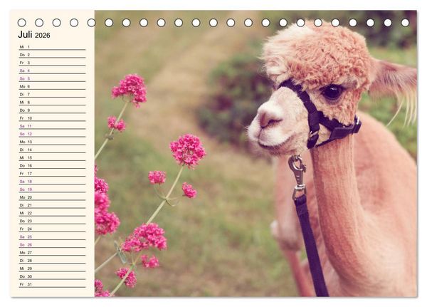 Produktbild: Alpakas im Blumenzauber (Tischkalender 2026 DIN A5 quer), CALVENDO Monatskalender