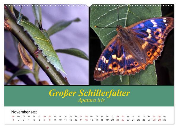 Produktbild: Zwei Leben, Raupe und Schmetterling (Wandkalender 2026 DIN A2 quer), CALVENDO Monatskalender