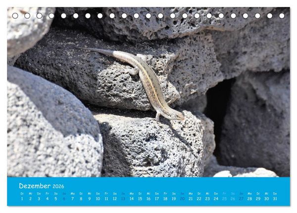 Produktbild: Cabo verde Inselgefl&uuml;ster - Ilha do Sal (Tischkalender 2026 DIN A5 quer), CALVENDO Monatskalender