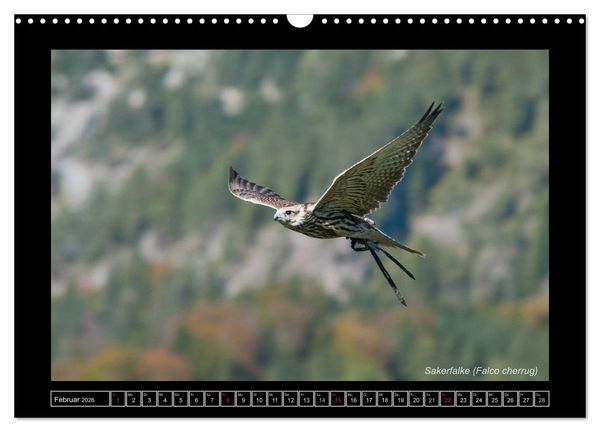 Produktbild: Falken im Flug und im Portr&auml;t (Wandkalender 2026 DIN A3 quer), CALVENDO Monatskalender