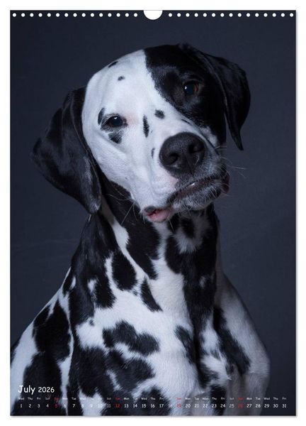 Produktbild: Dogs in Style (Wall Calendar 2026 DIN A3 portrait), CALVENDO 12 Month Wall Calendar