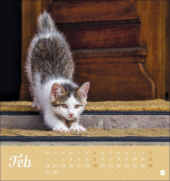 Katzen - Kleine Tiger Postkartenkalender 2023. Entzückende