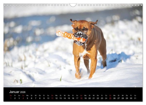 Produktbild: Boxer ? Was sonst ! (Wandkalender 2026 DIN A3 quer), CALVENDO Monatskalender