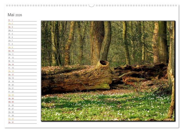 Produktbild: Der Neuenburger Urwald (Wandkalender 2026 DIN A2 quer), CALVENDO Monatskalender