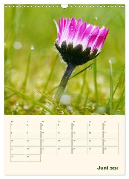 Produktbild: Vertr&auml;umte G&auml;nsebl&uuml;mchen (Wandkalender 2026 DIN A3 hoch), CALVENDO Monatskalender